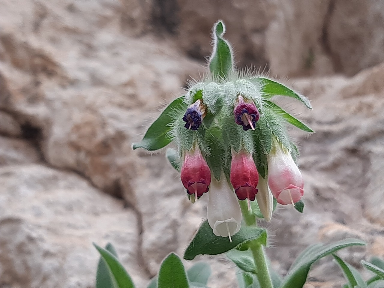 Onosma alborosea subsp. alborosea