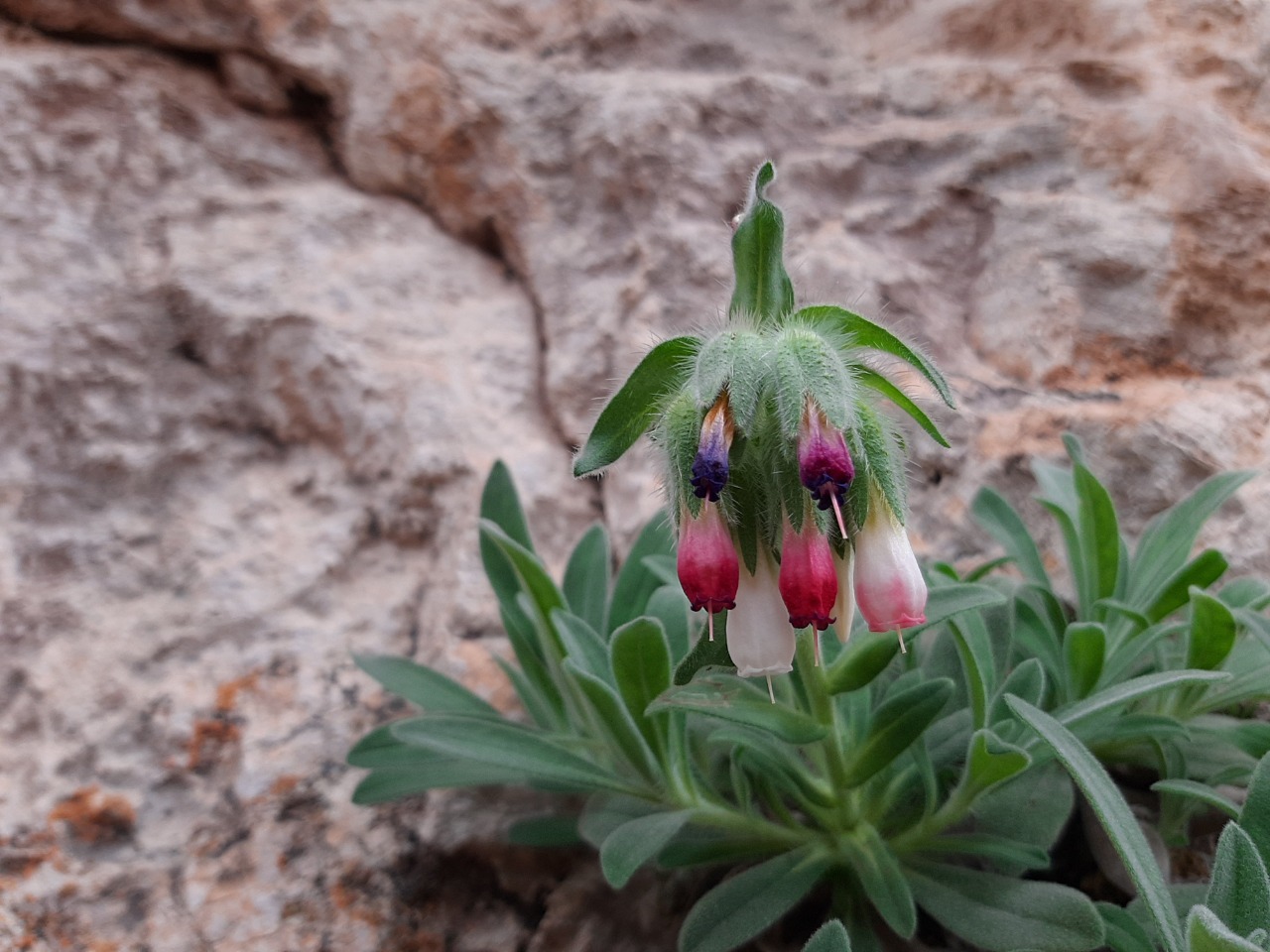 Onosma alborosea subsp. alborosea