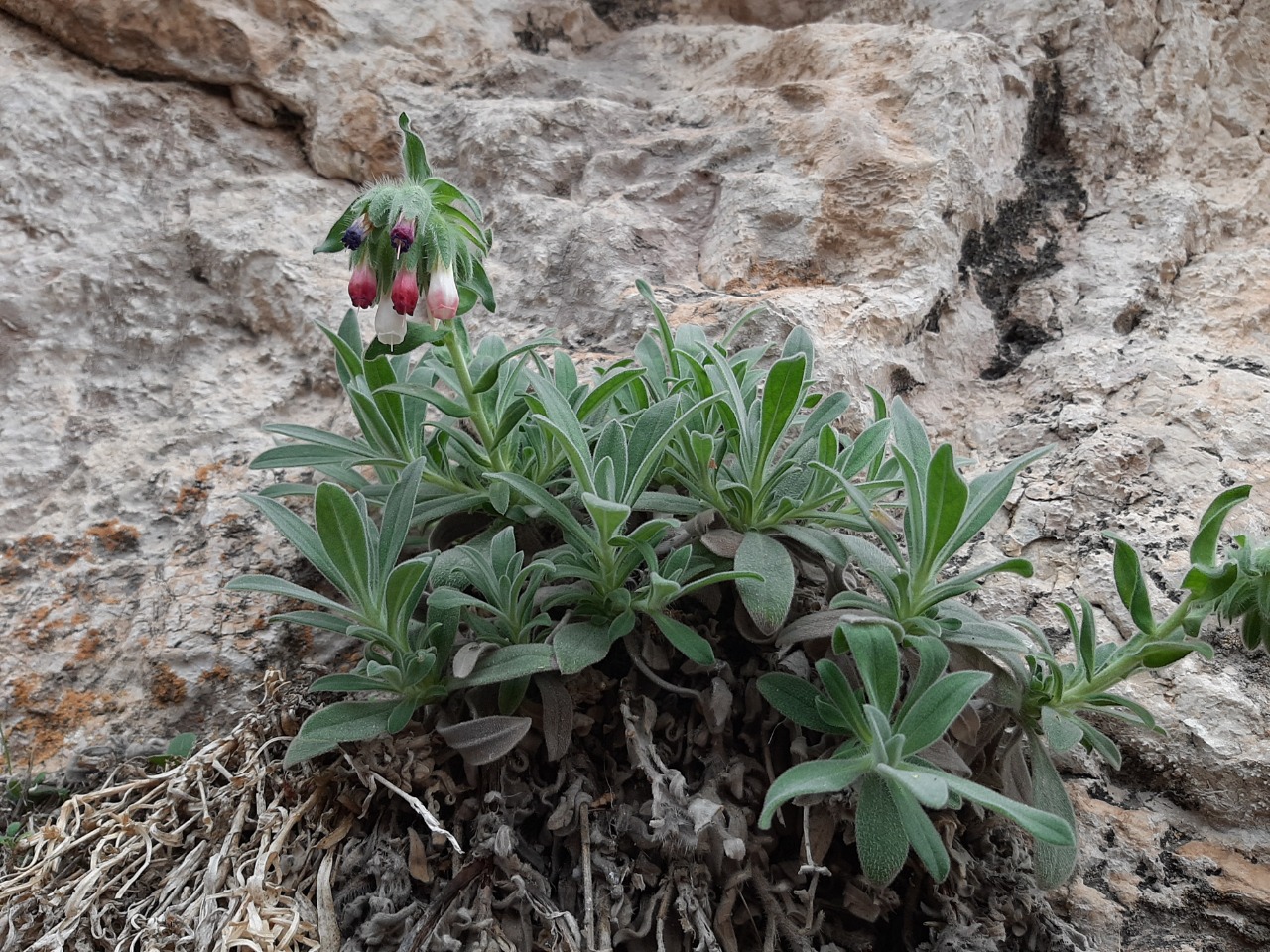 Onosma alborosea subsp. alborosea