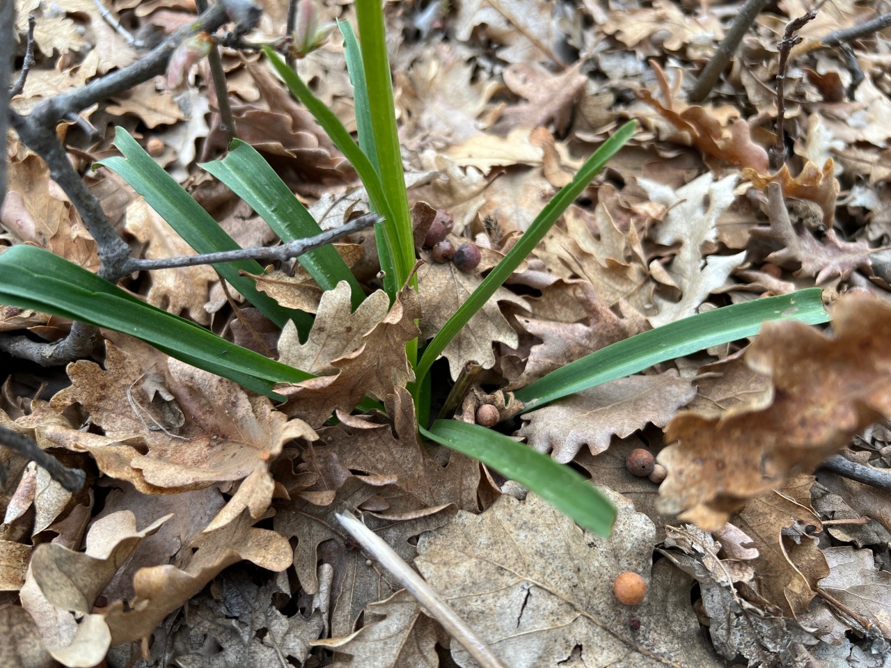 Dactylorhiza romana subsp. georgica