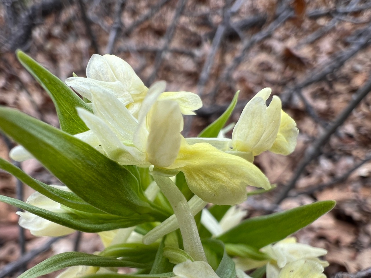 Dactylorhiza romana subsp. georgica