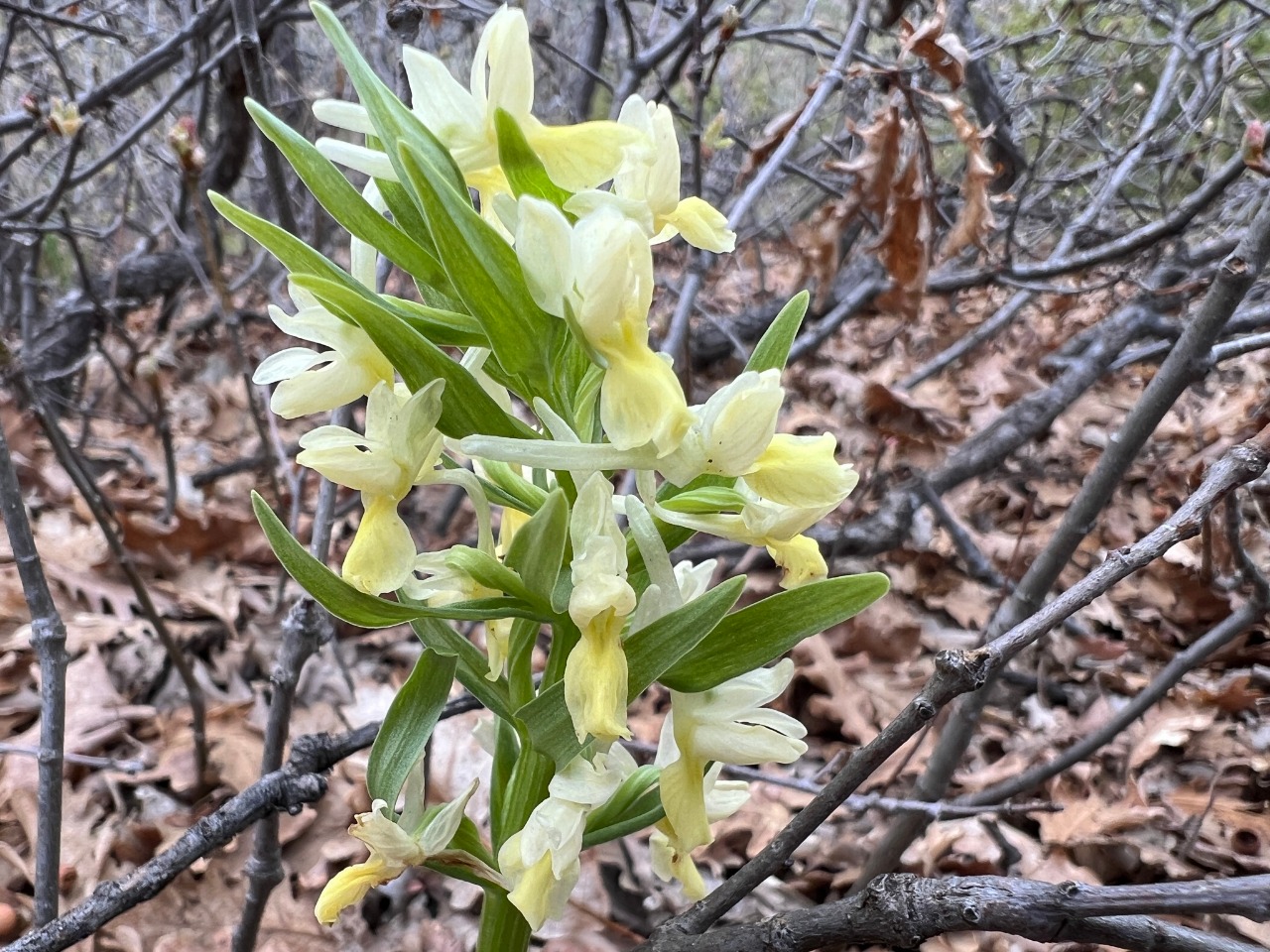 Dactylorhiza romana subsp. georgica