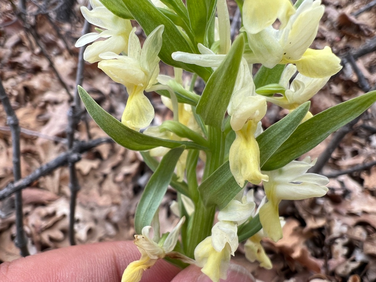 Dactylorhiza romana subsp. georgica