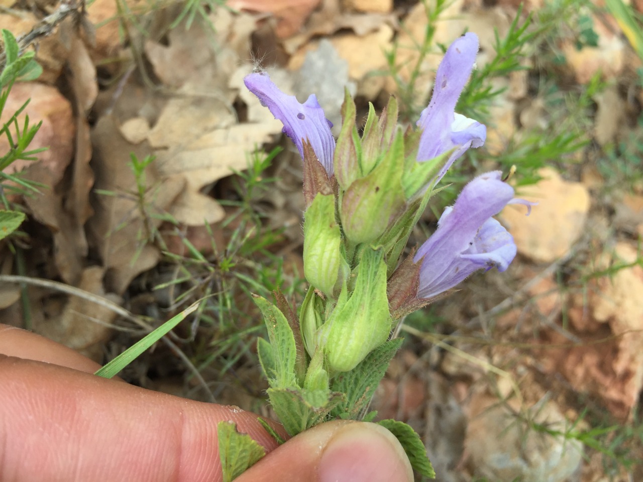 Salvia heldreichiana