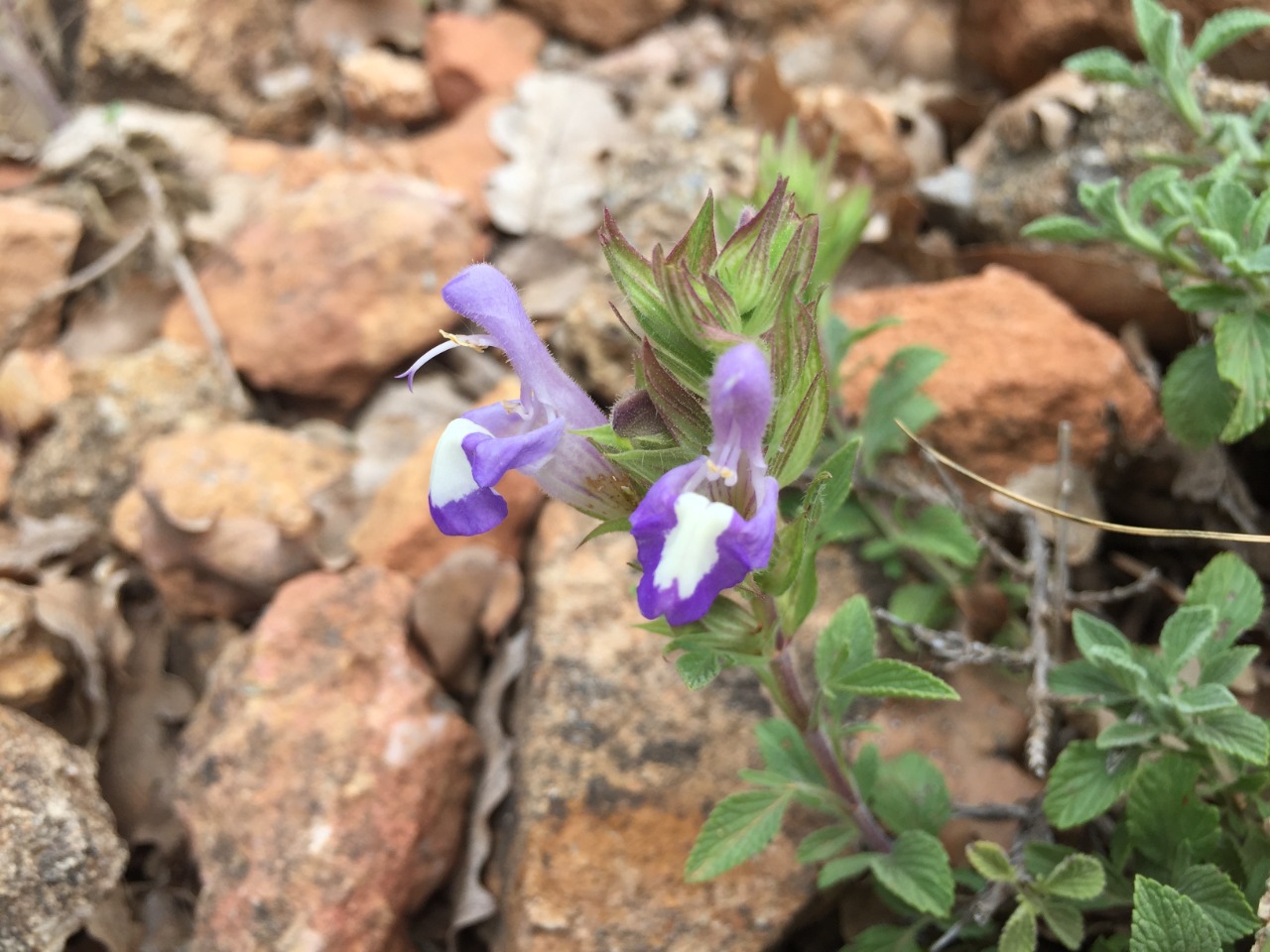 Salvia heldreichiana