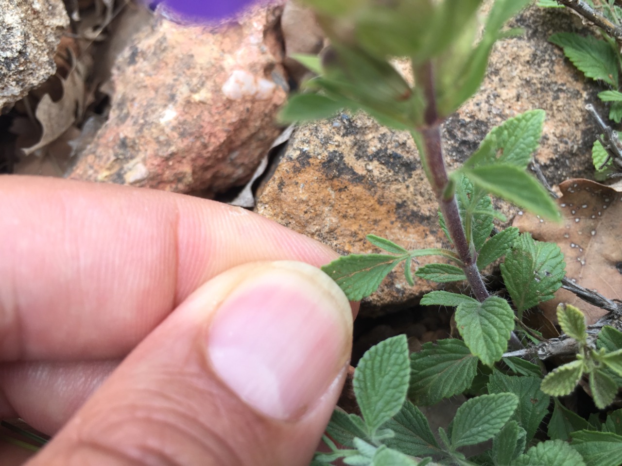 Salvia heldreichiana