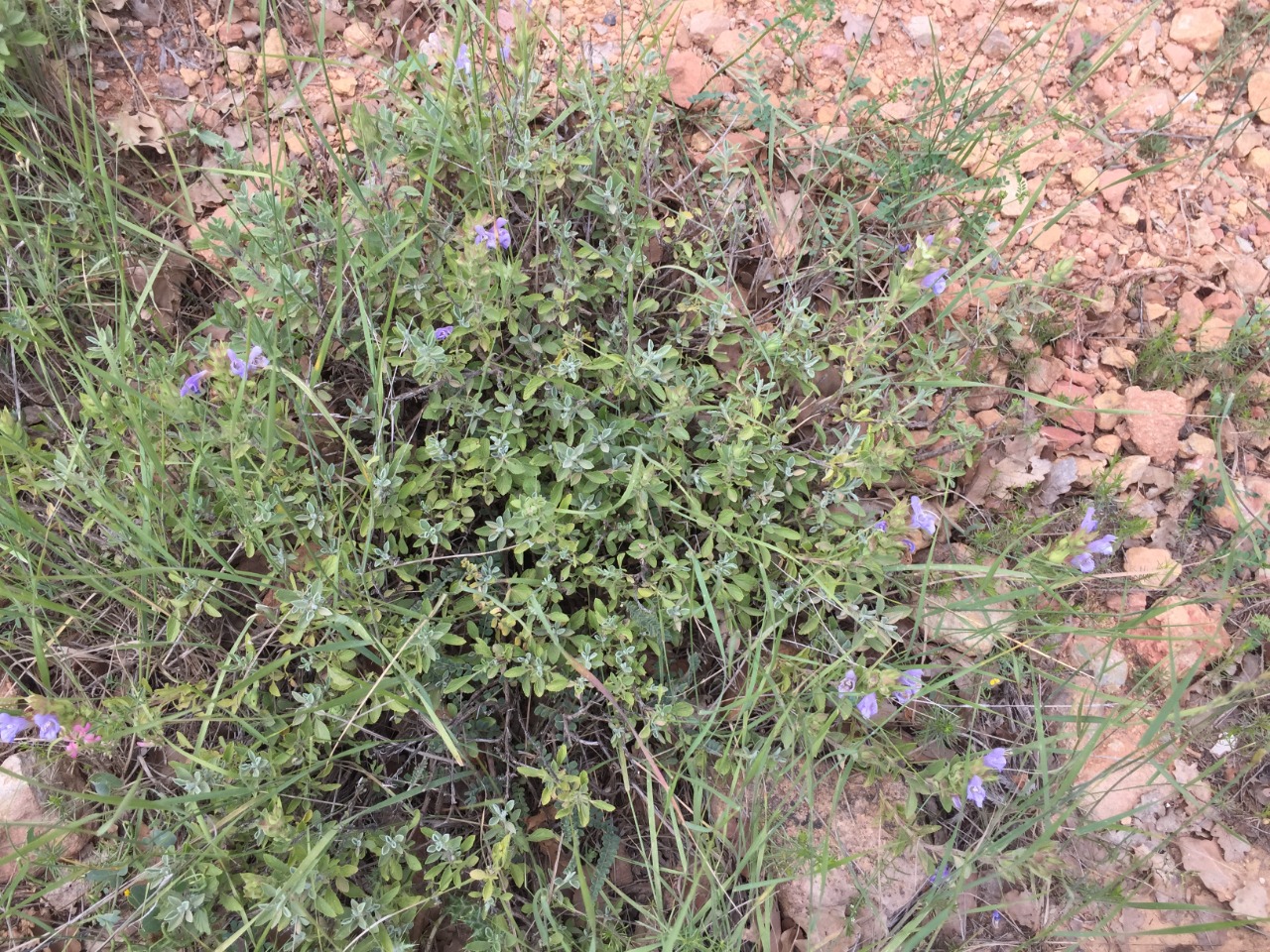 Salvia heldreichiana