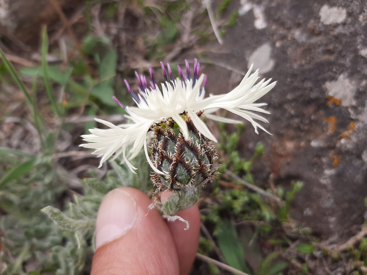 Centaurea lanigera