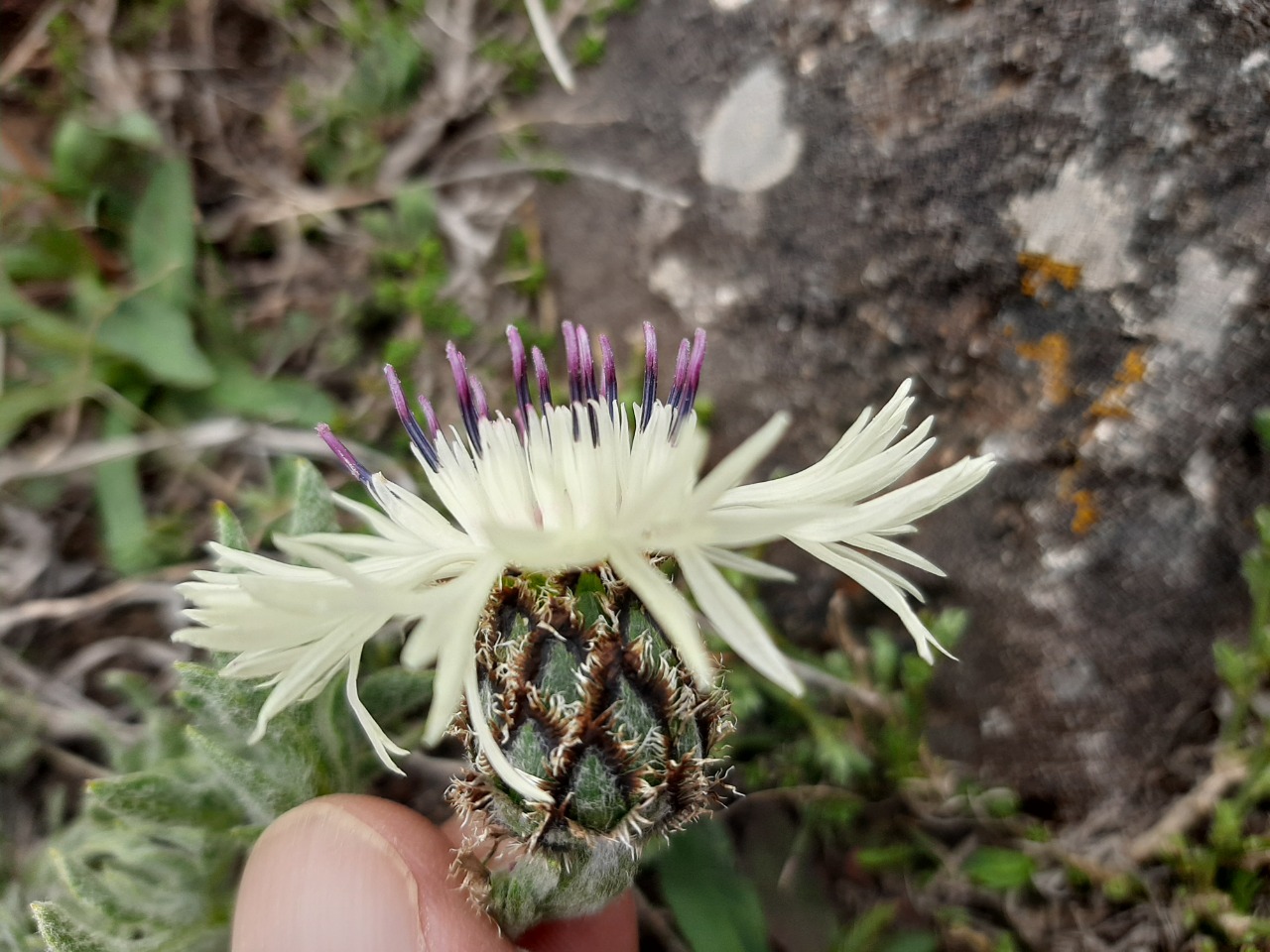 Centaurea lanigera