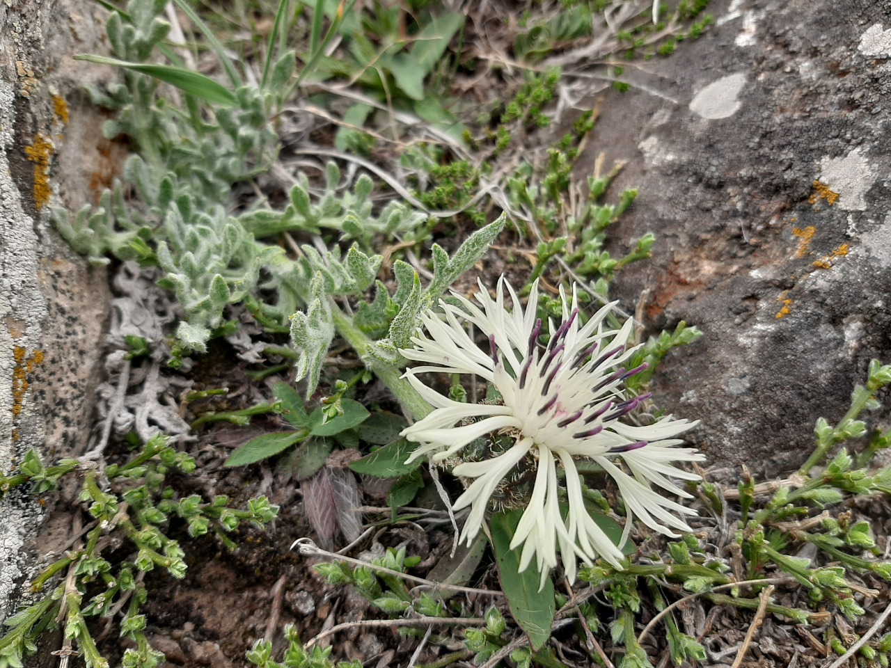 Centaurea lanigera