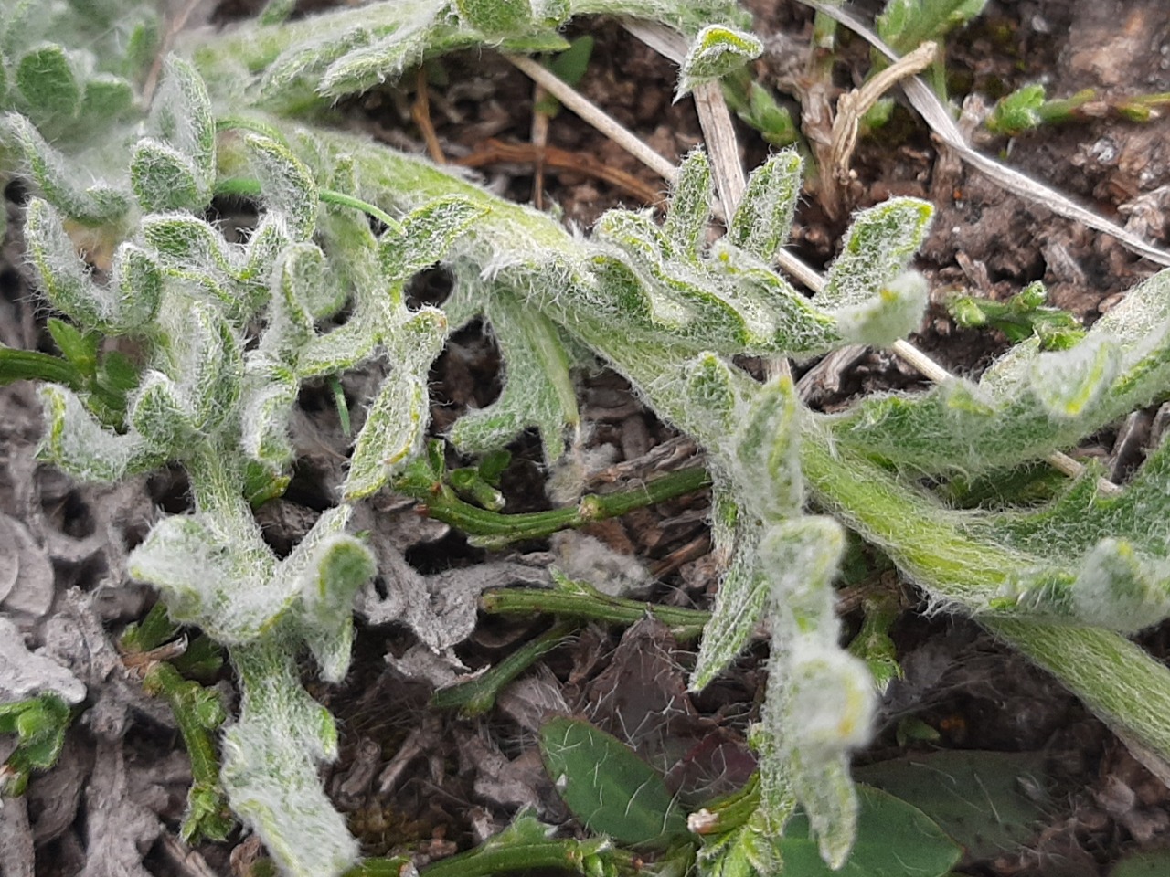 Centaurea lanigera