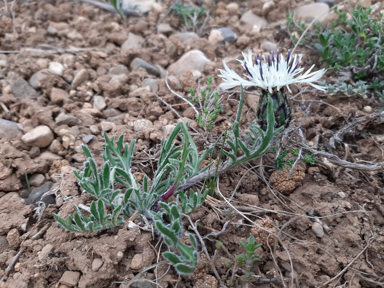 Centaurea lanigera