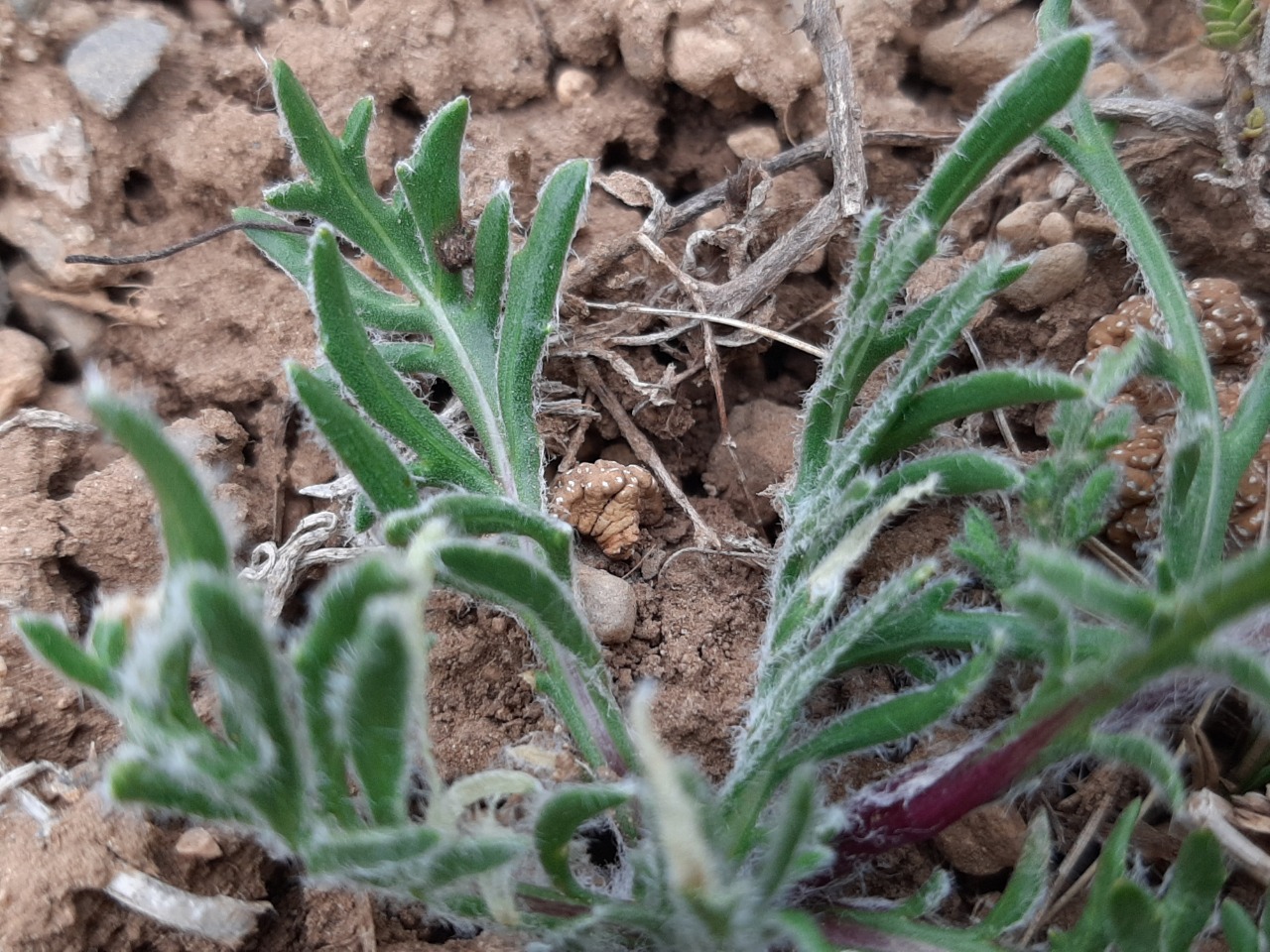 Centaurea lanigera