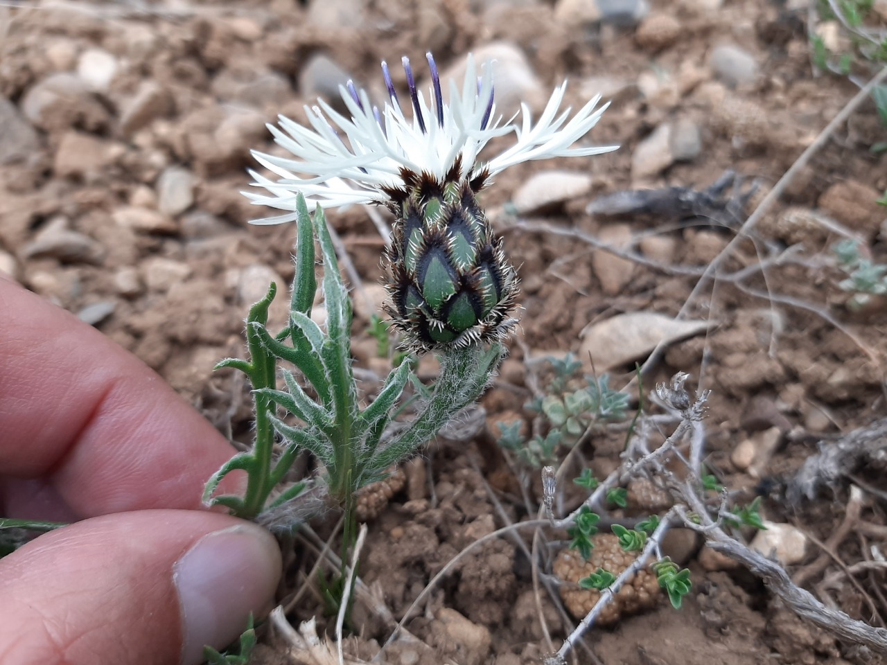 Centaurea lanigera