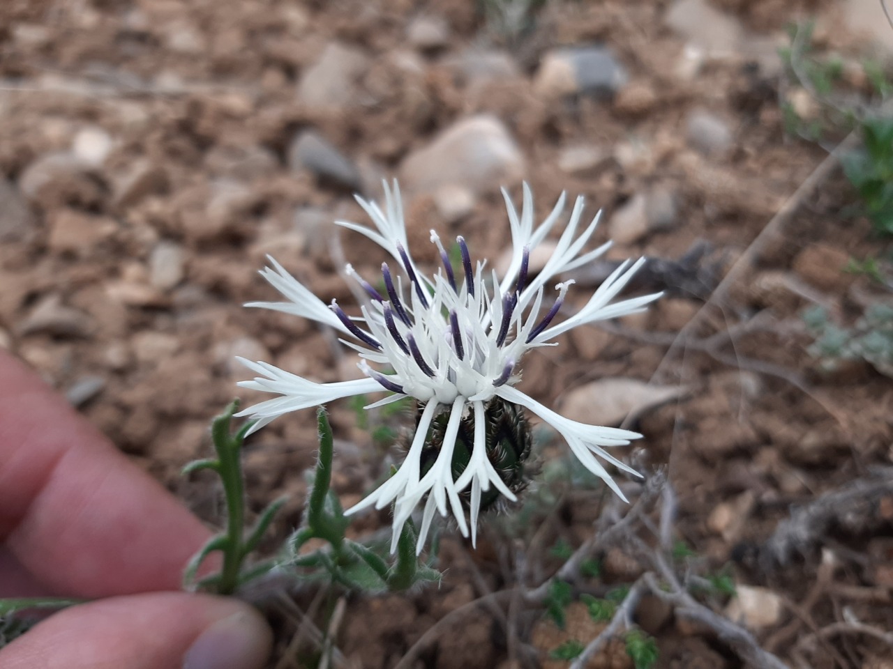 Centaurea lanigera