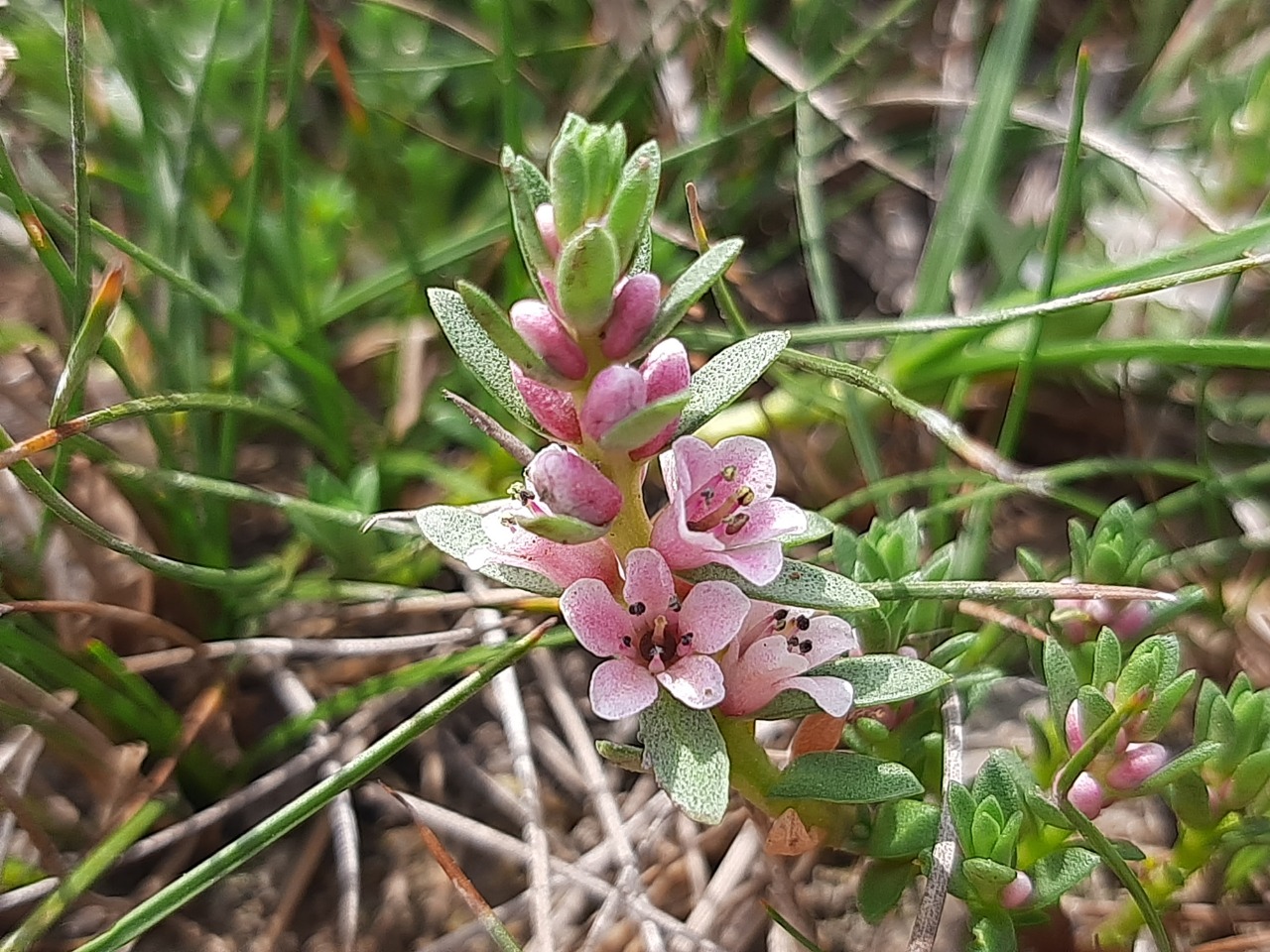 Lysimachia maritima