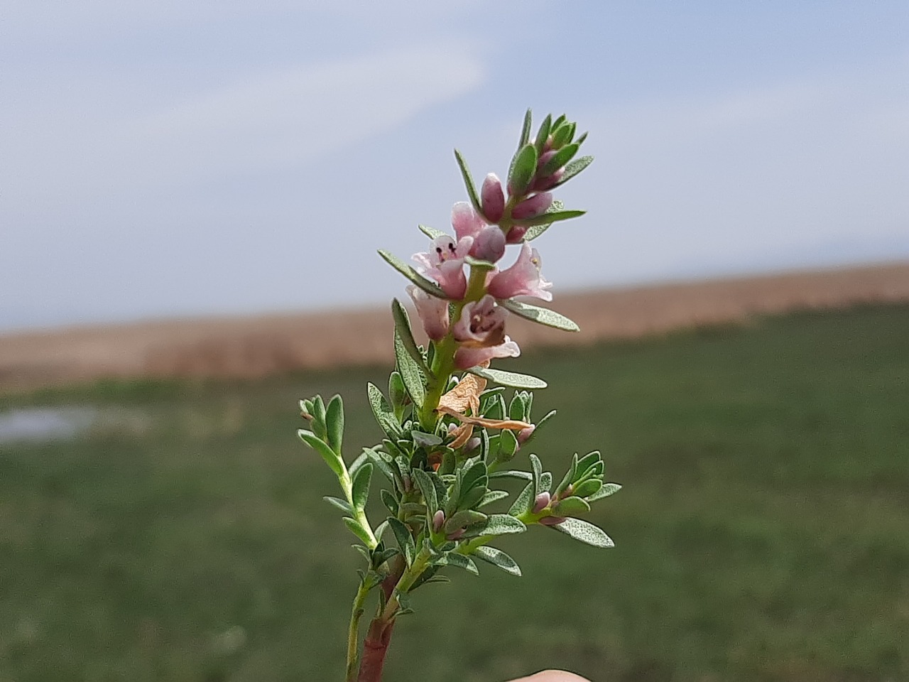 Lysimachia maritima