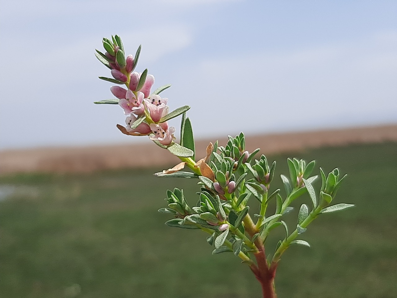 Lysimachia maritima