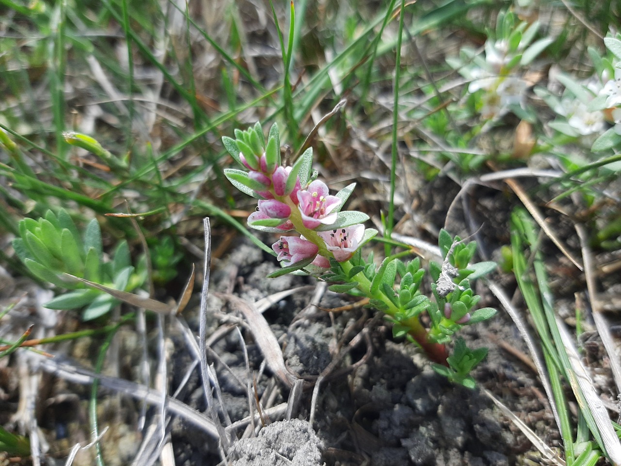 Lysimachia maritima