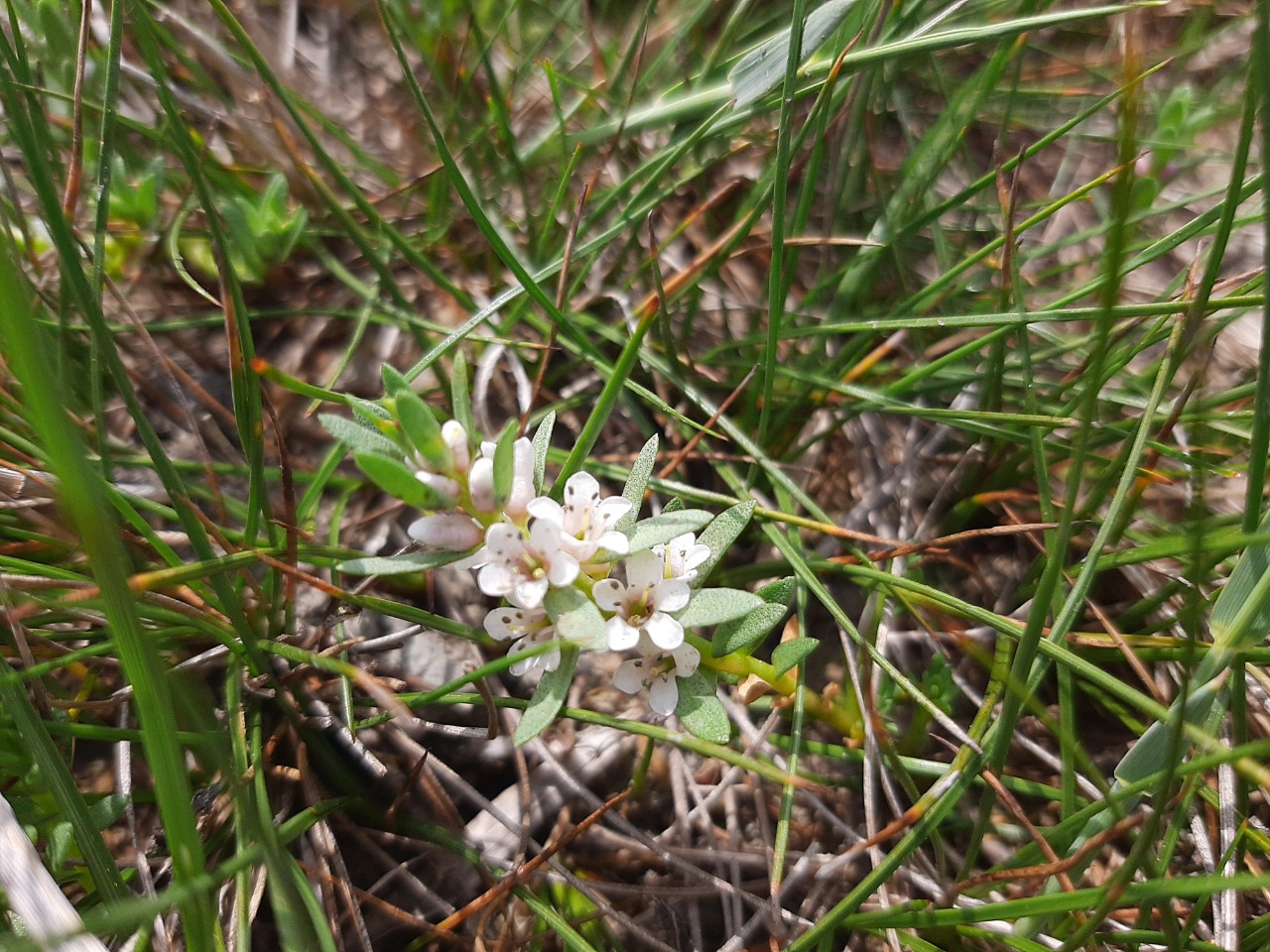 Lysimachia maritima