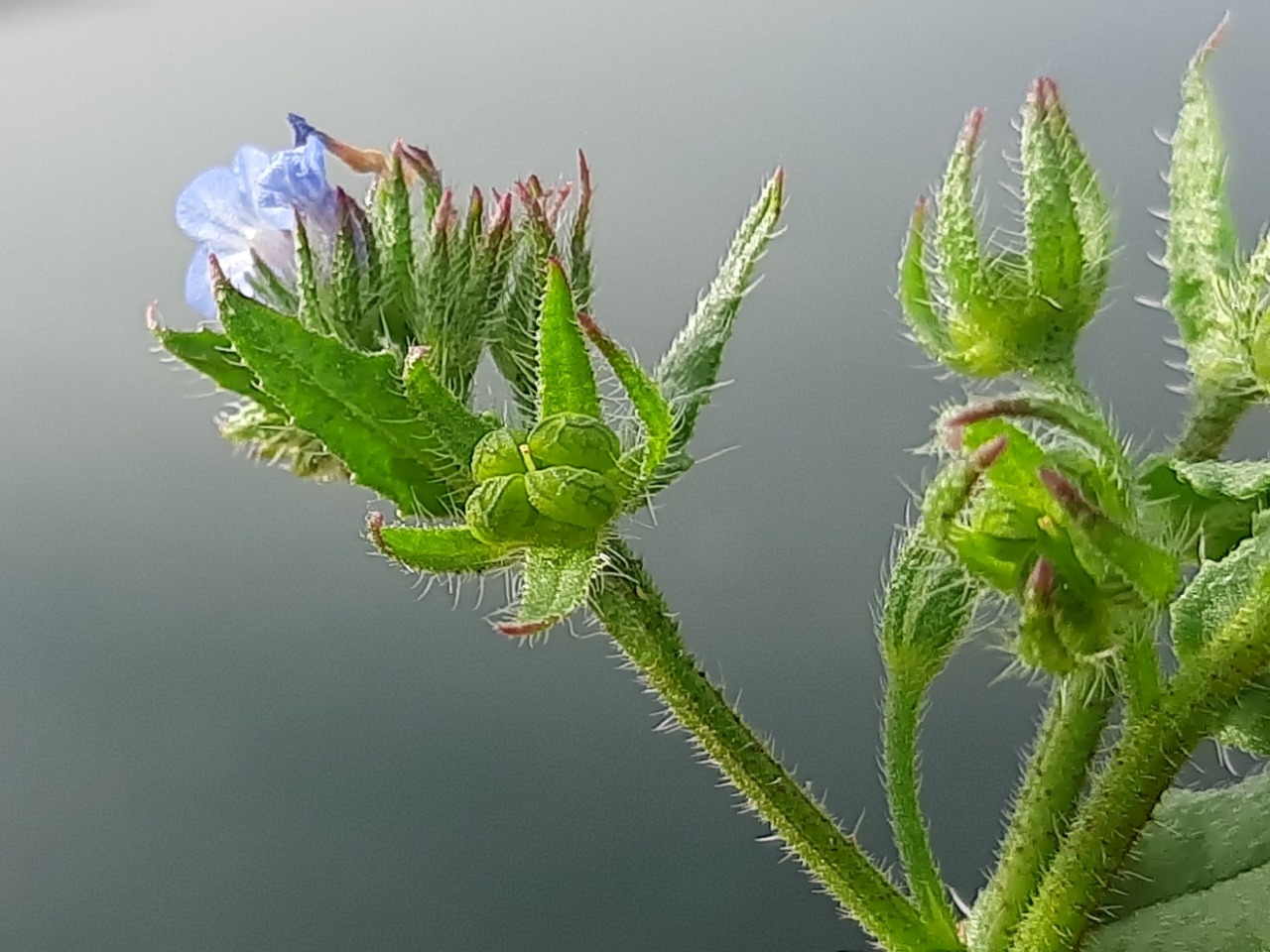 Anchusa arvensis subsp. orientalis