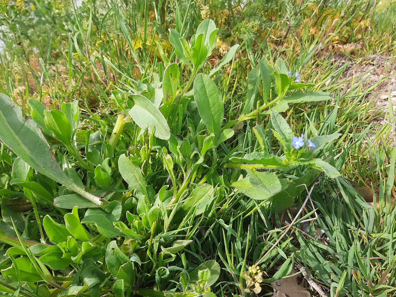 Anchusa arvensis subsp. orientalis