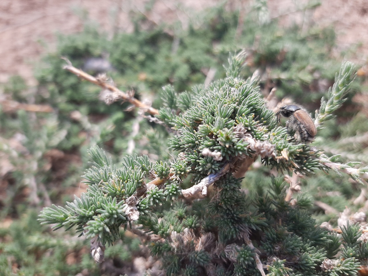 Camphorosma monspeliaca