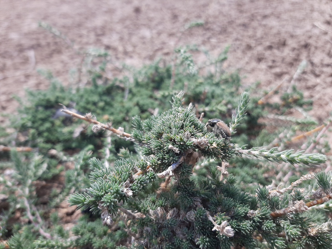 Camphorosma monspeliaca