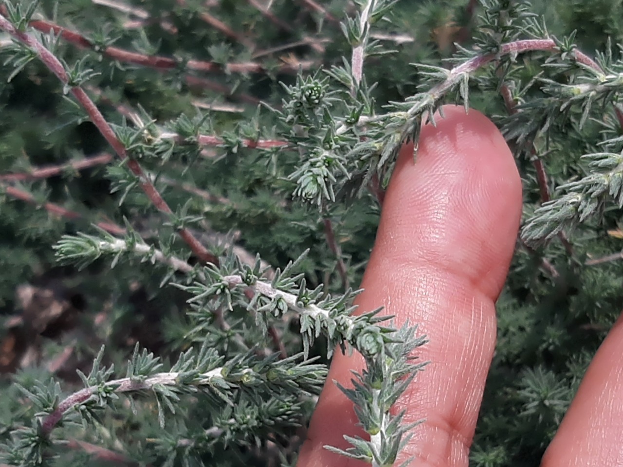 Camphorosma monspeliaca