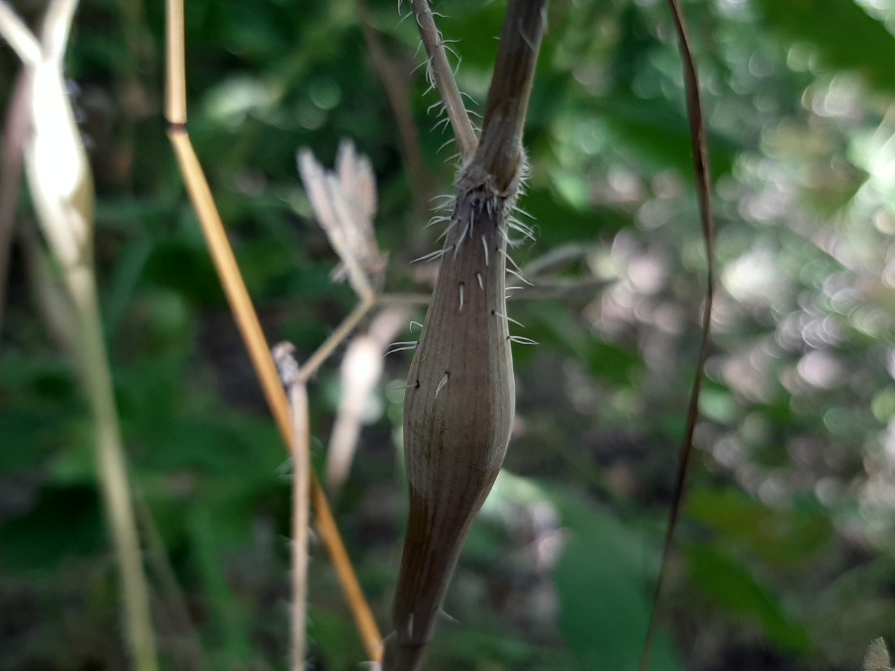 Chaerophyllum nodosum 