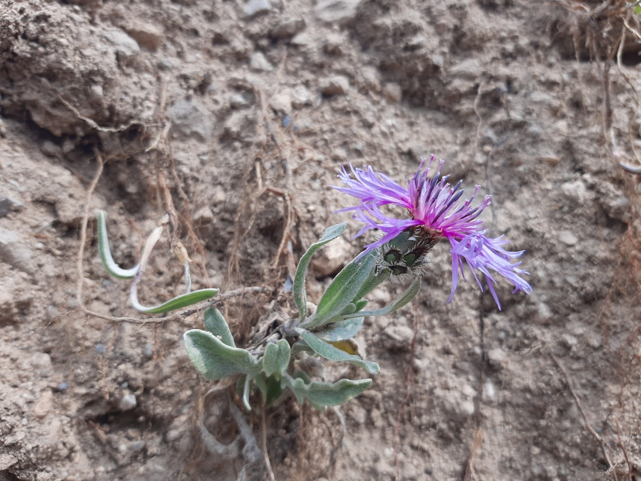 Centaurea pichleri subsp. pichleri