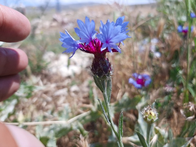 Centaurea depressa