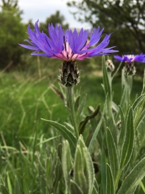 Centaurea depressa