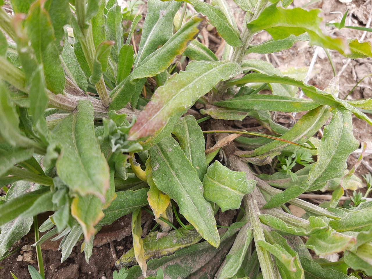 Centaurea depressa