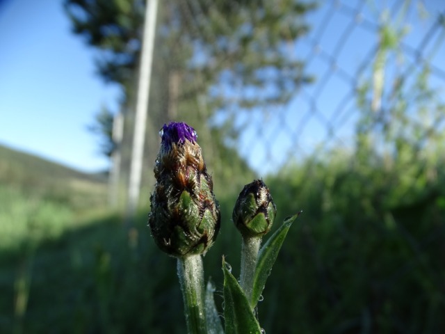 Centaurea depressa