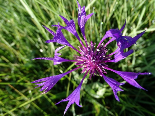 Centaurea depressa