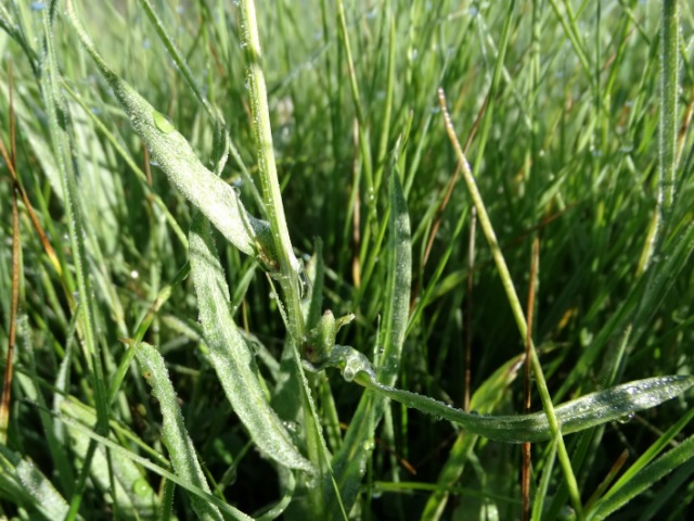 Centaurea depressa