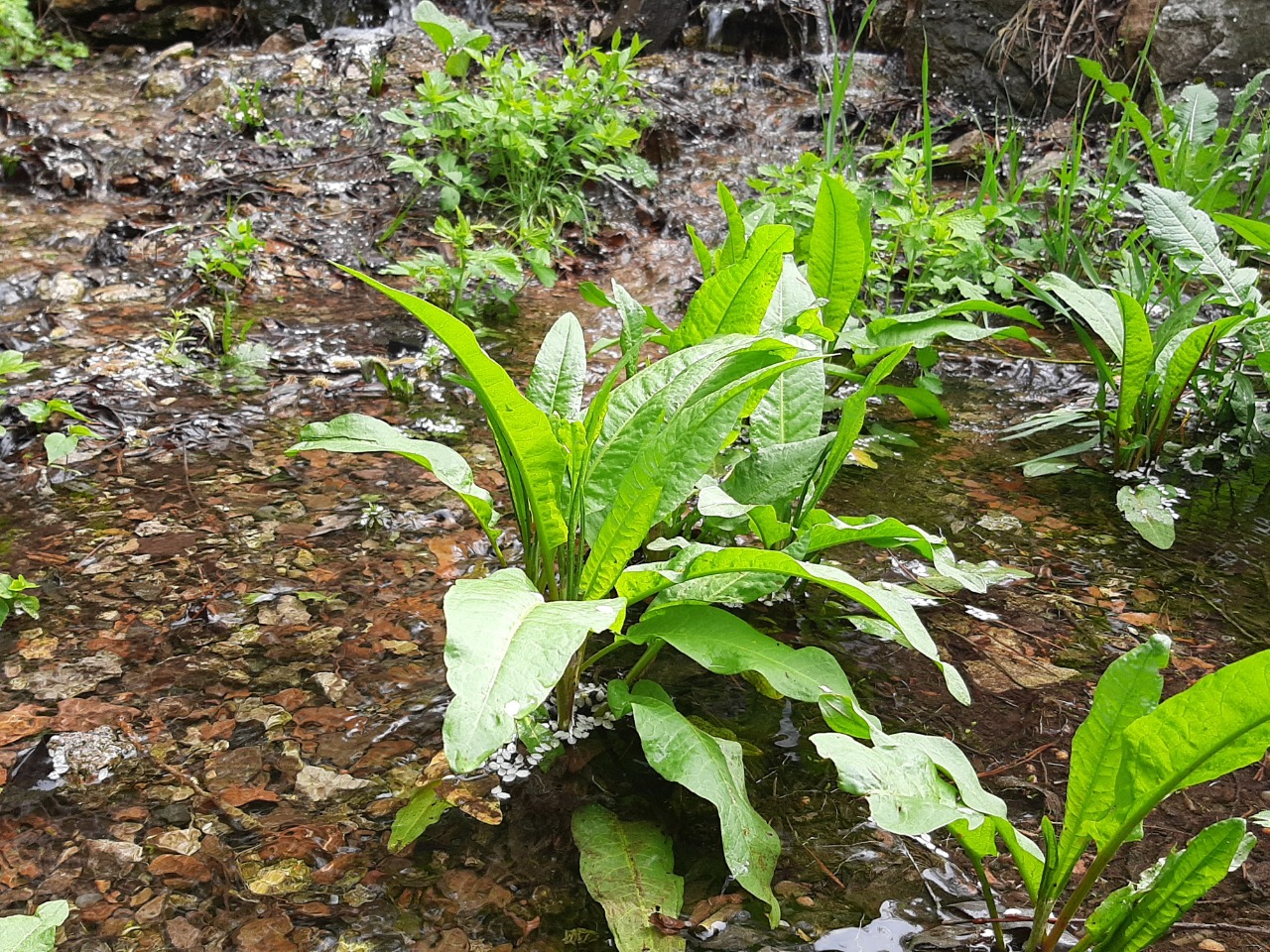 Rumex hydrolapathum