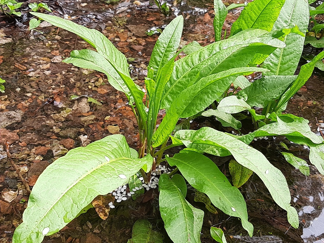 Rumex hydrolapathum