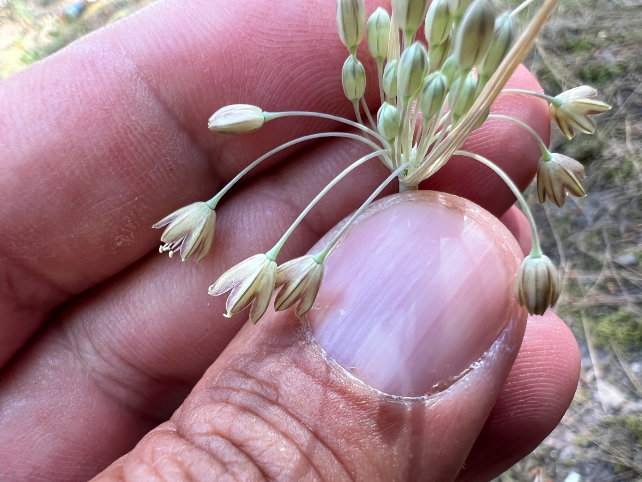 Allium longispathum