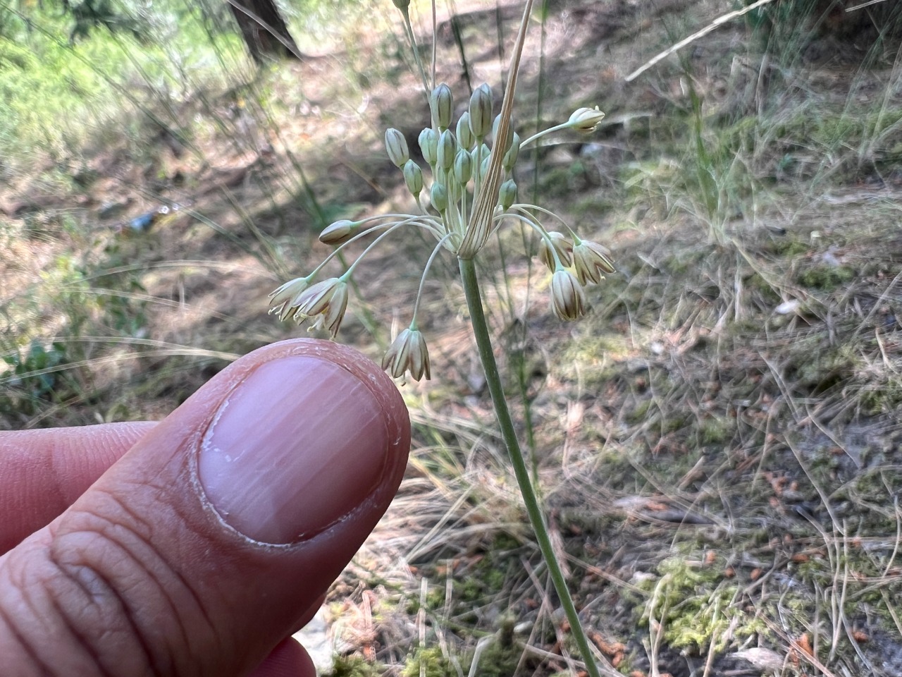 Allium longispathum