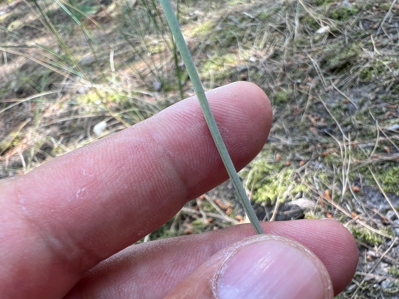 Allium longispathum