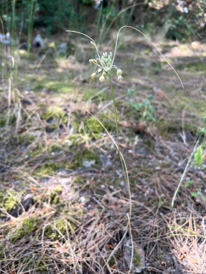 Allium longispathum