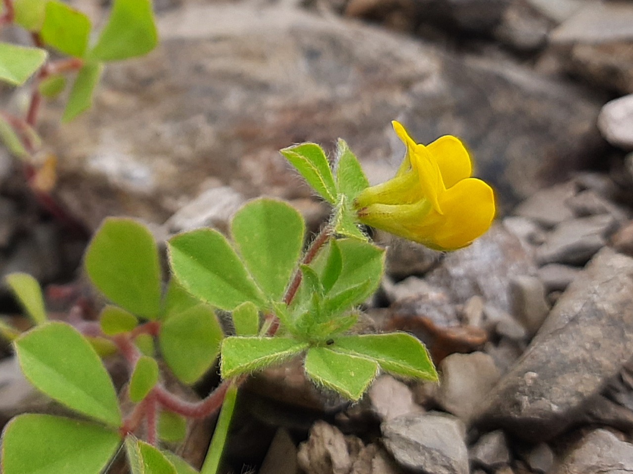 Lotus halophilus