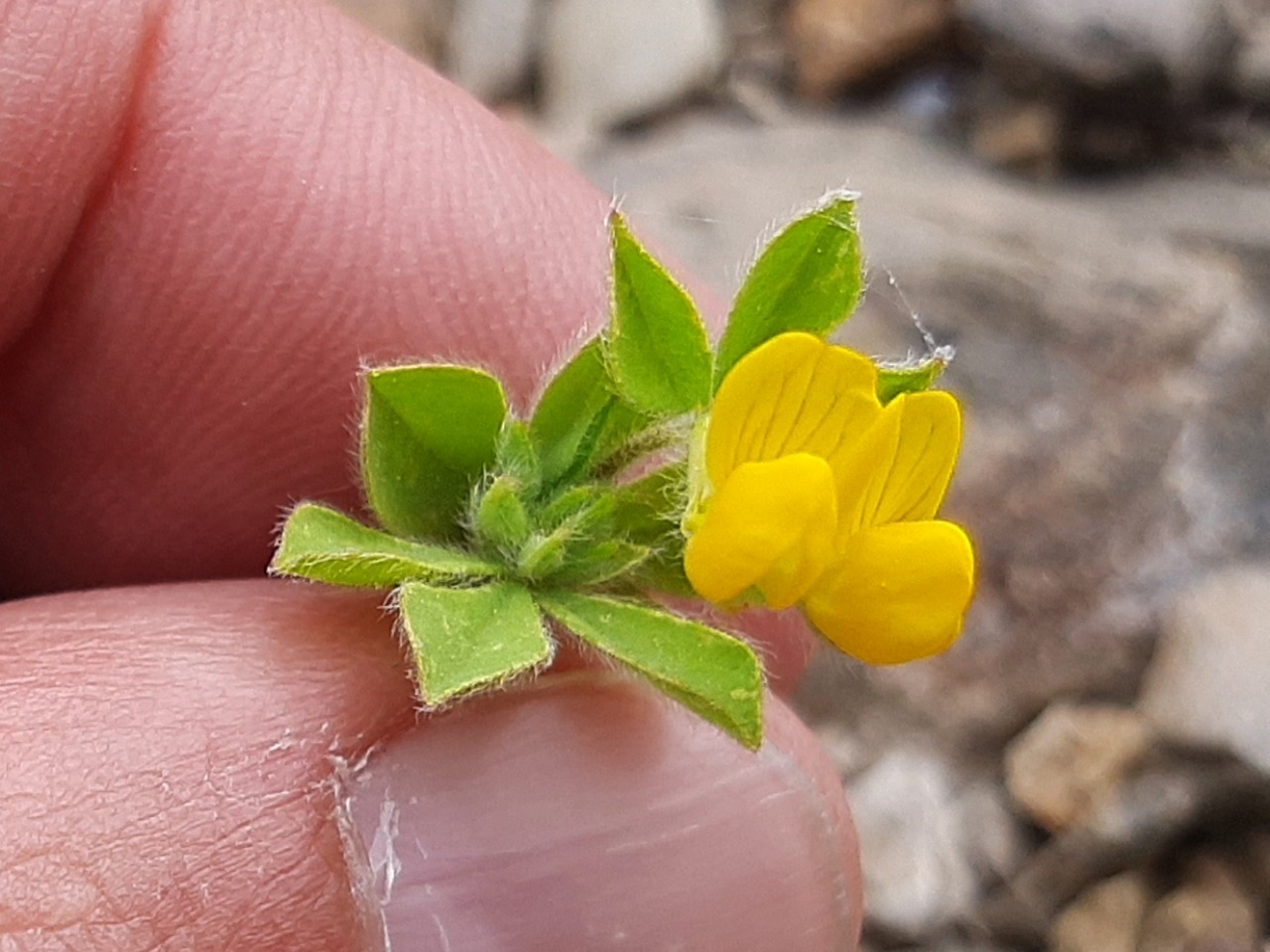 Lotus halophilus