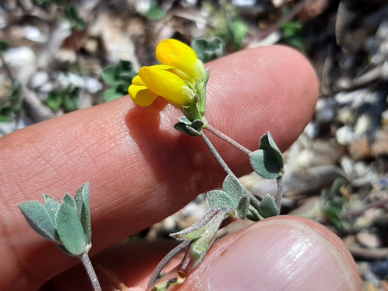 Lotus cytisoides