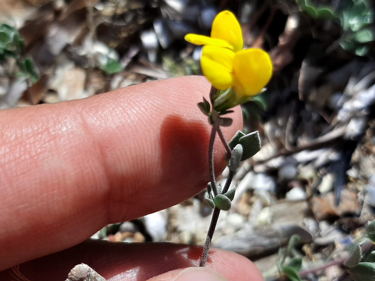 Lotus cytisoides