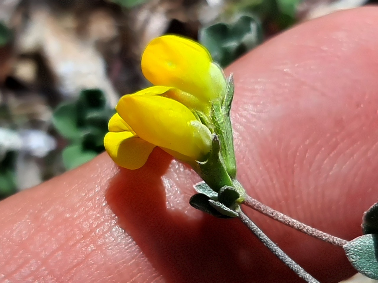 Lotus cytisoides