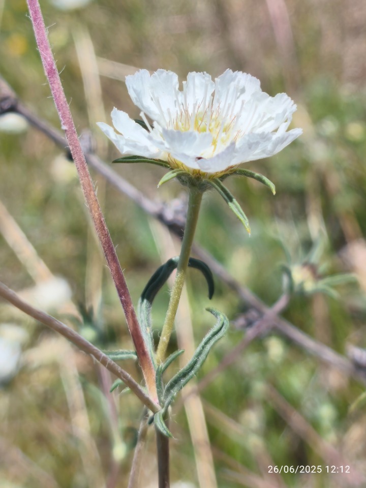 Lomelosia argentea