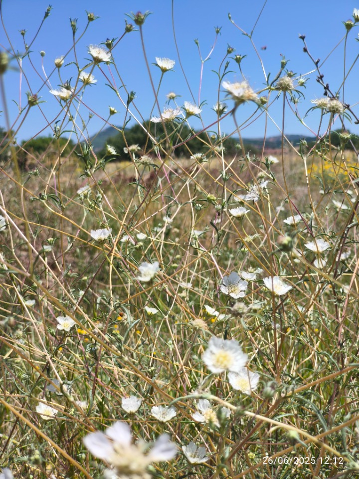 Lomelosia argentea